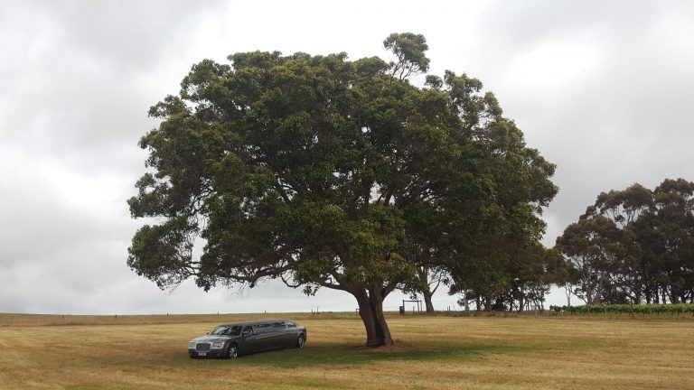 Reasons why camping is good for you. Pic of stretch limo under a tree.
