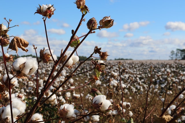 Field of cotton illustrating a point in the post the best organic clothing.