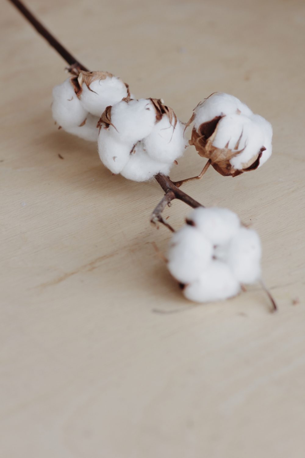 Image of cotton plant